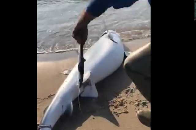Ginosa, pescatore apre la pancia di uno squalo spiaggiato e salva 50 avannotti: il video